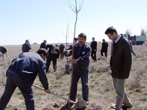 Şeker’den 50 bin fidan