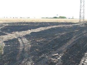 Arpa ekili arazide yangın çıktı