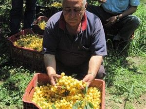 Beyaz kirazı ucuza yiyeceğiz