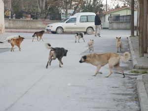 Başıboş bırakılıyorlar