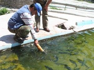 Bal trafik kazası geçirdi