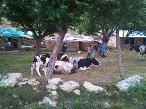 Yörükler elektrik istiyor