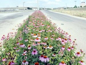 Orta refüjlere aromatik bitki ekimi yapıldı