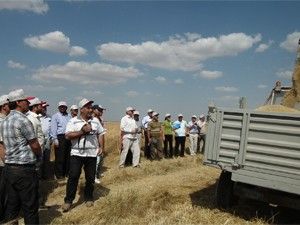 Anıza doğrudan ekimin hasadı başladı