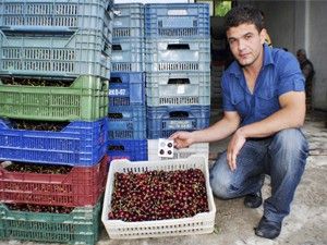 Halkapınar'da ihracatlık kiraz sıkıntısı