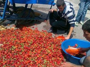 Organik çilek bu yıl tarlada alıcı buldu