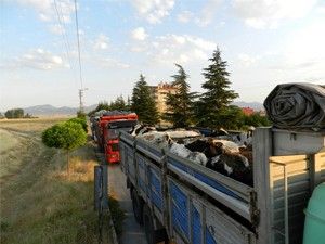 Amerikadan ithal edilen inekler Sarayönünde