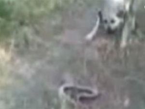 Yılan ile köpeğin kavgası kameraya yansıdı