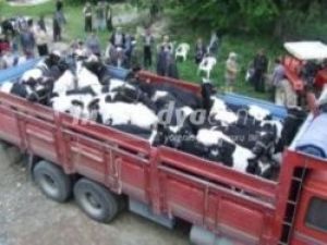 Raporsuz hayvan sevkine 2 bin 461 lira ceza