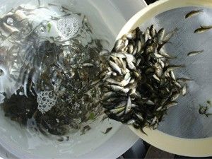 Göl ve göletlere 236 bin yavru pullu sazan bırakıldı