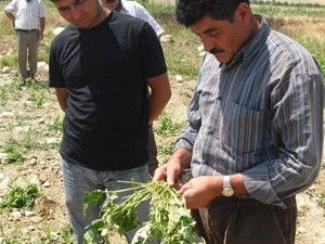 Ereğlide meyve bahçelerini dolu vurdu