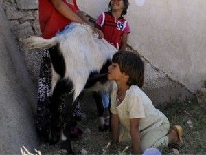 Oğlaklara özenerek keçiden süt emiyor