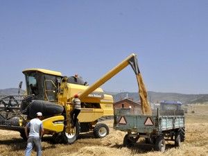 Seydişehir'de buğday ve arpa hasadı başladı