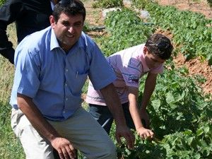 Hüyük'te altın çilek üretimi denemesi