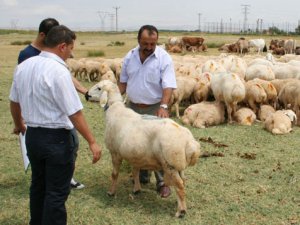 Koç katımında bayram havası