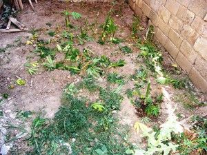 Seydişehir'de Hint keneviri operasyonu