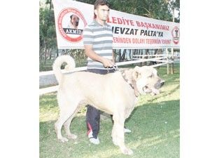 Malaklı köpekleri parkta tanıtıldı