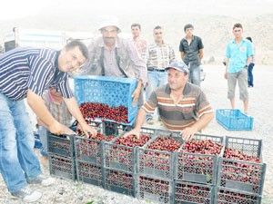 Sarıveliler kirazına yoğun ilgi