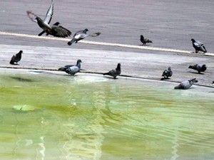 Güvercinlerin havuz keyfi