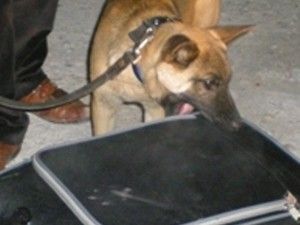 Uyuşturucu kuryeleri aynı otobüste yakalandı