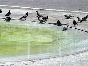 Bir Kap Yemek Bir Kap Su kampanyası