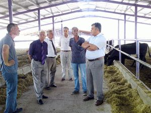 Ereğli'de Anguslar yavru vermeye başladı