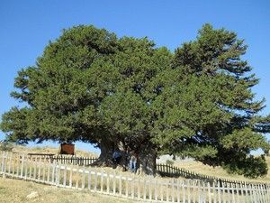 Balcıların 2 bin yıllık ağacı