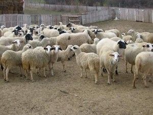 ''Akkaraman koyunu ve kıl keçisi ıslahı'' projeleri