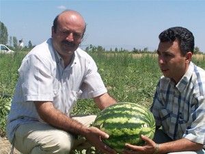 Beyşehir'in yerli karpuzu çıktı