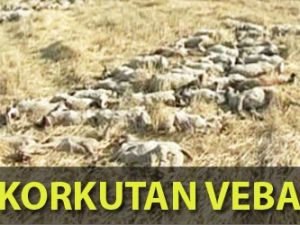 Kırşehir'de korkutan veba