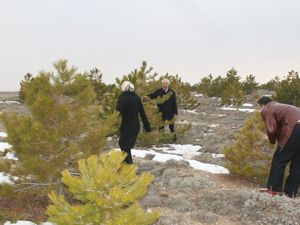 Müşteri Ormanı’na 7 bin fidan dikildi