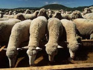 Koyunlarını çalan hırsızı affetti