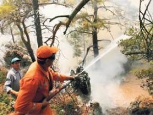 Hakkari'den İzmir'e gelerek orman yaktılar