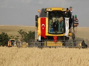 Buğdayda verim yüksek, kalite düşük