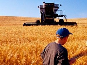 Yüksek rekolte çiftçiye nefes aldırdı