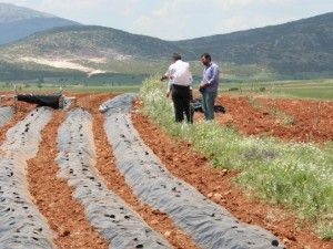 İlmen'de çilek hamlesi