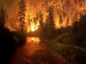Muğla'daki orman yangınları