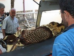 Bodrum katta intihar etti