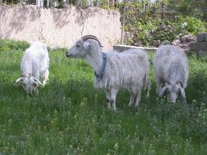 Koyun-keçi desteklemeleri için müracaatlar başladı