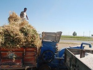 Karaman'da kuru fasulye hasadı başladı