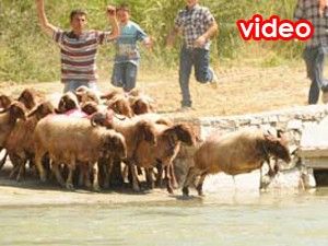 Sudan Koyun Geçirme Yarışması