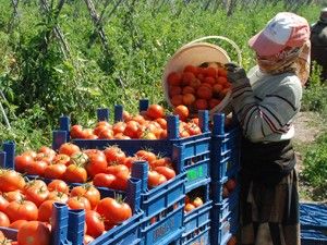 Salçada hammadde sıkıntısı yaşanıyor