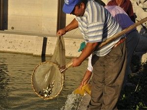 Suğla Gölü'ne 290 bin adet sazan bırakıldı