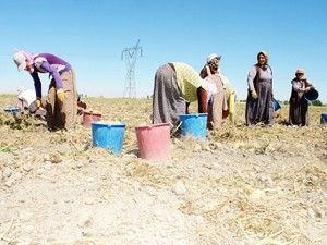Ereğlide patates sökümü başladı