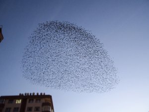 Konya semalarında sığırcık kuşlarının dansı