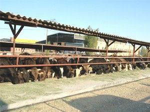 Akşehirde büyük ve küçükbaş hayvanlar aşılanacak