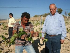 Örnek üzüm bahçeleri yüksek sisteme alındı