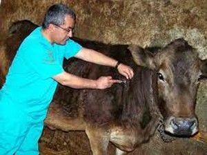 Ereğli'de aşılama çalışmaları sürüyor