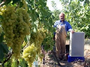 Meyvelerini şahin ve kangal sesiyle koruyor