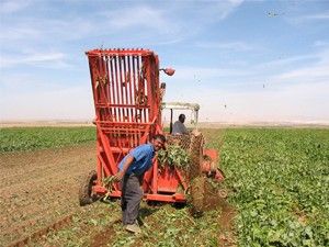 Yunak'ta pancar sökümü başladı